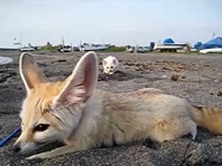 Kitten sneaking up on fennec fox
