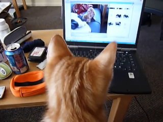 Confused Kitten watching a video of himself