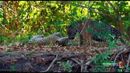 Most Amazing Animal Attack Compilation in HD