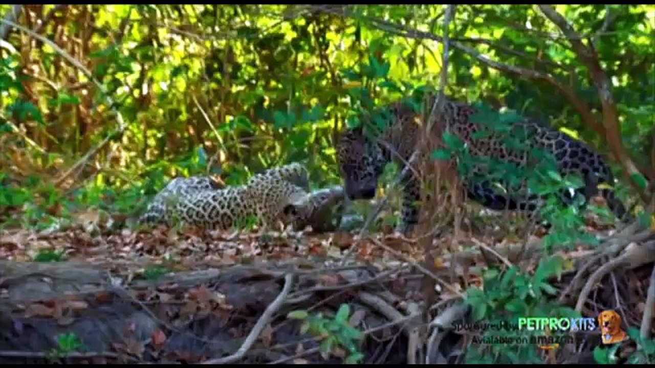 Most Amazing Animal Attack Compilation in HD