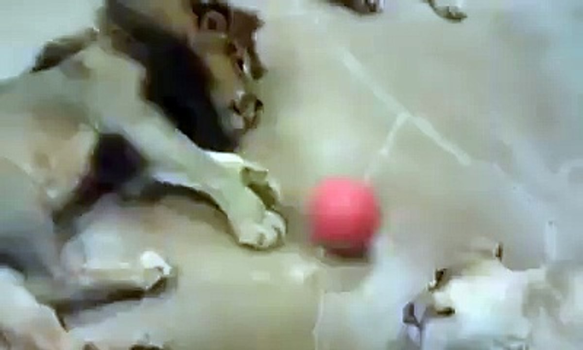 lions play