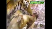Wild animals hunting dog. Pit bull vs tiger. Leopard  attack guard dogs. Mountain lion vs dog