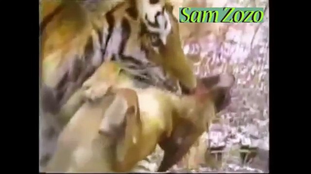 Wild animals hunting dog. Pit bull vs tiger. Leopard attack guard dogs. Mountain lion vs dog