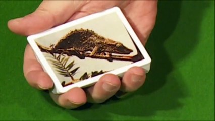 Master the Chameleon Card by Dominique Duvivier – A Must-Have Card Trick 🎴