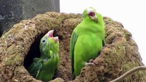 Forpus Papağanı yavru beslemesi