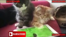 Funny Animals Behaving Like Humans Videos Compilation 2016