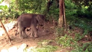 Elefanten Choogdee.