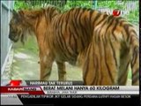 Makanan Harimau KBS Mengandung Formalin