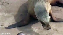 Heartbreaking video of Sea lion crying after her baby dies in San Diego Zoo