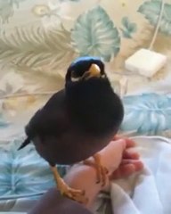 Dawn.. A repeat bird! Lol