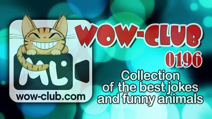 The Best Jokes and Funny Animals Compilation WOW-club #0205