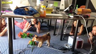 Let your dog to work with you | Funny dog photo 2016 compilation