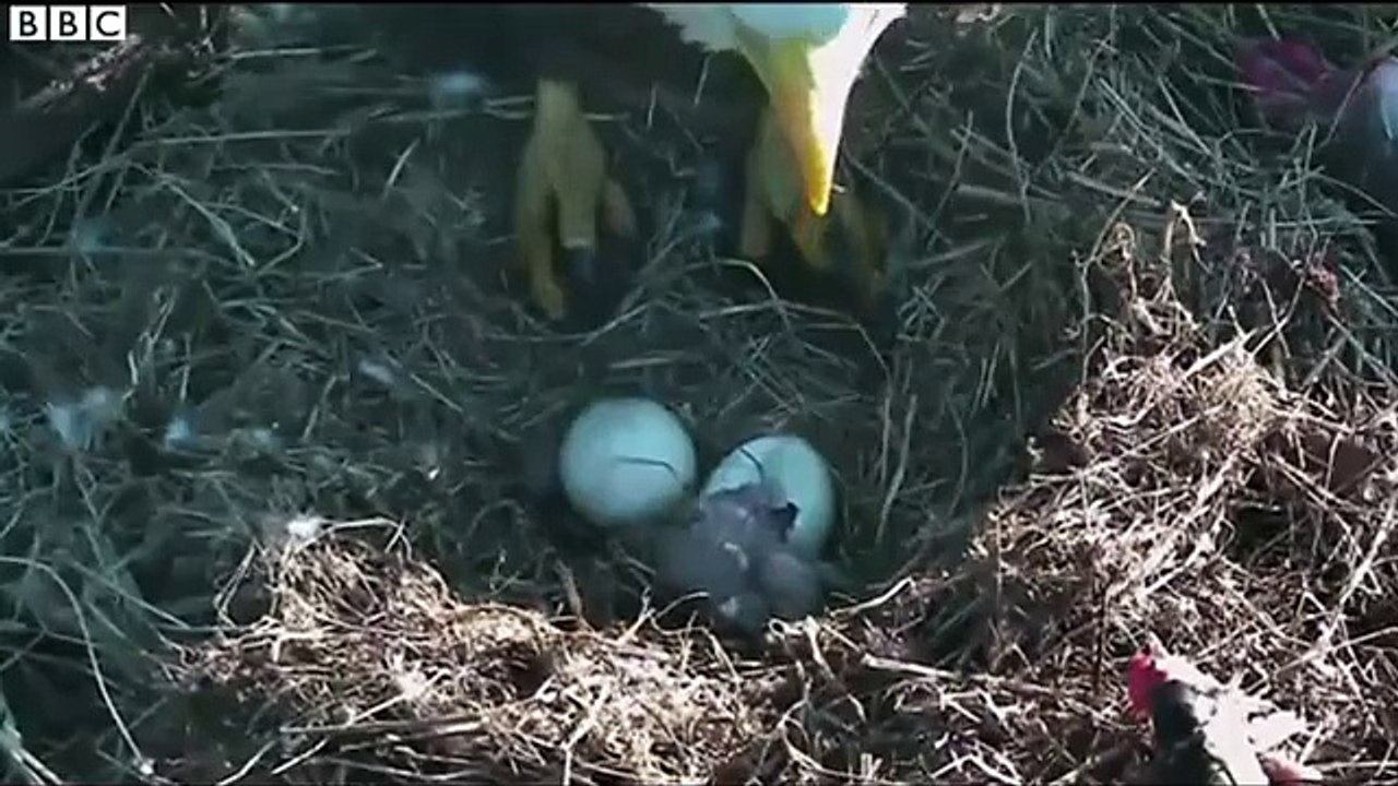 Un bébé Aigle d
