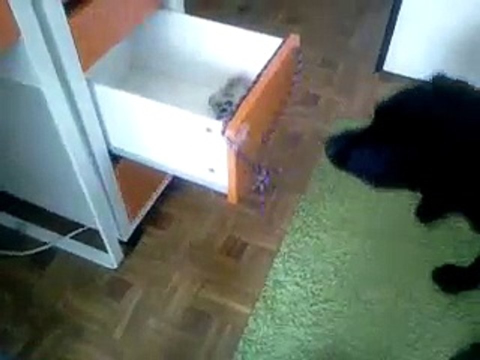 Habilidad perro de asistencia