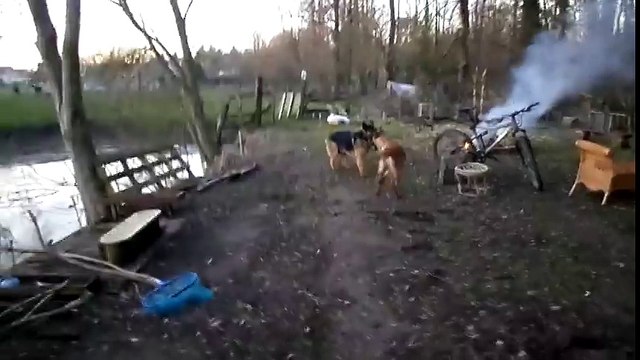 berger allemand promène un malinois