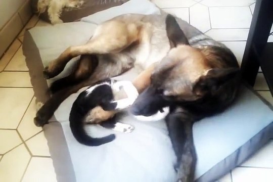 Chaton qui s'attaque à chien malinois croisé berger allemand ;) kitten and dog