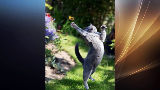 Funny Animals Photos 2016 | Funny Photos Taken At The Right Moment