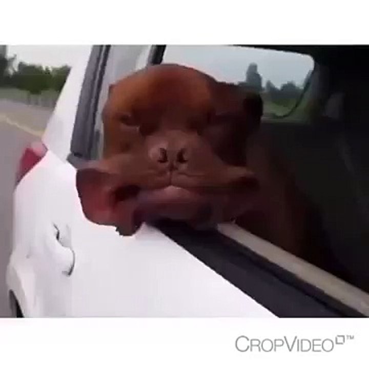 FUNNY VIDEOS Funny Cats Funny Cat Videos Funny Animals Try Not To Laugh