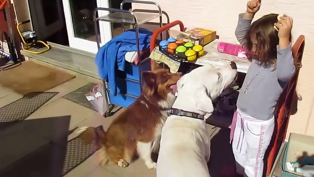 Dogue Argentin - Berger Allemand - Berger Australien VS Fillette 4 ans