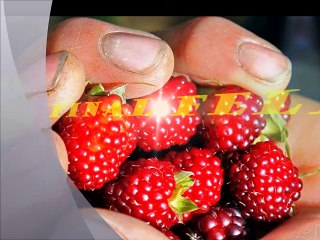 FINAL FELIZ - POEMA DE VERANO BRISAS