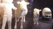 Team Makes 'Udderly' Awesome Cow Sculptures Out of Butter