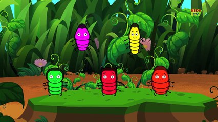 Five Little Caterpillars | Five Little Series