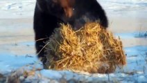 Этот медведь никогда не был так счастлив, пока не нашел тюк сена