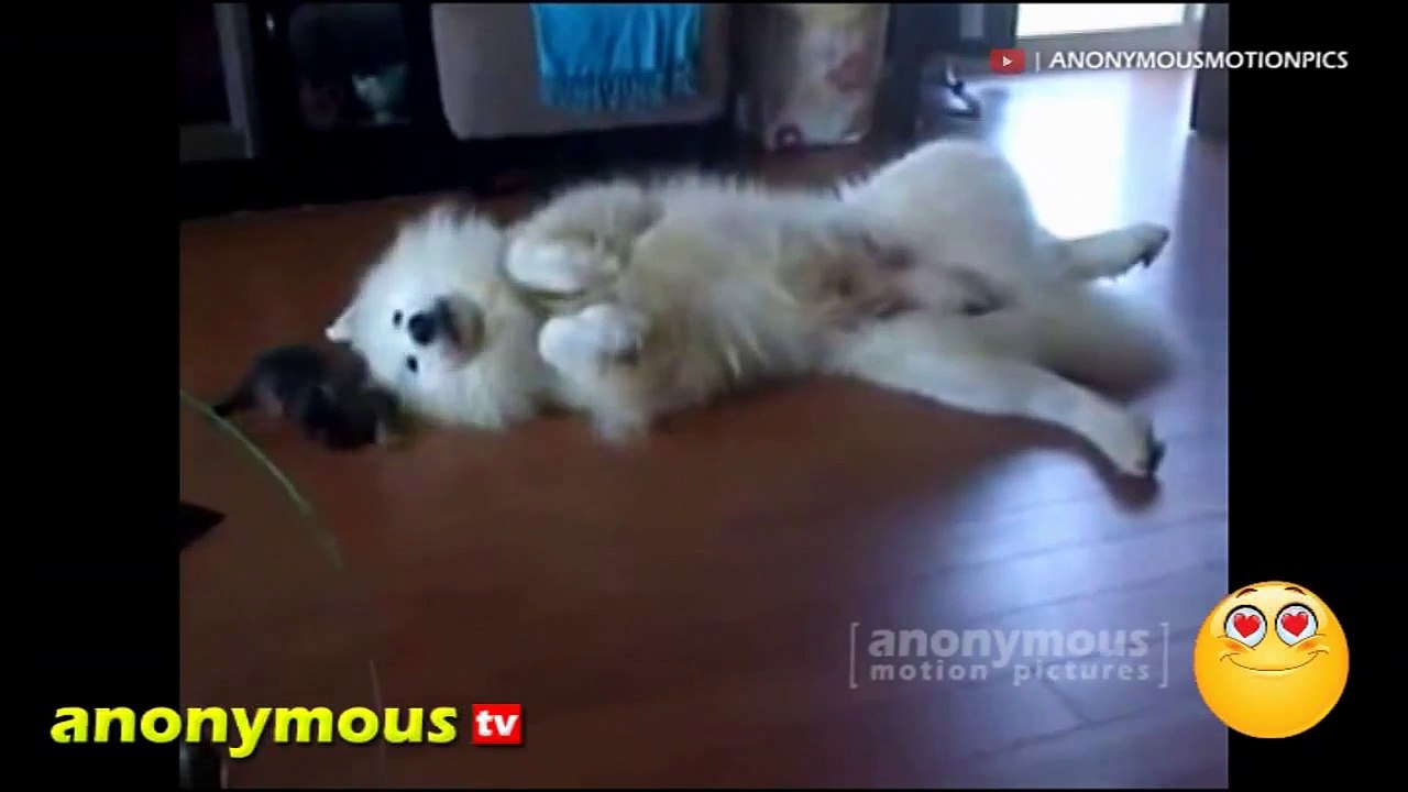 Funny Animal Videos - Over 13 Minutes Of Hilarious And Cute Animal Moments