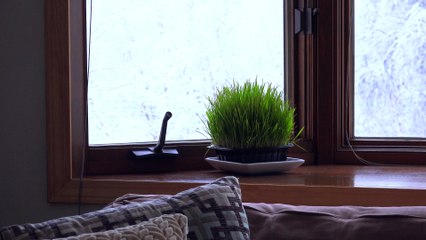 Cats That Don't Like Milk