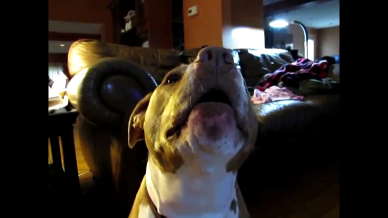 Funny Talking Animals Compilation - Talking Dogs Funny