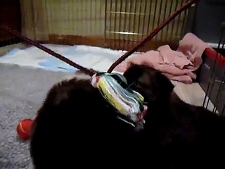 Eyjahunda Icelandic Sheepdogs - 2009 Litter