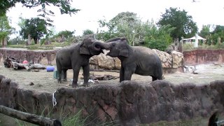 Elephants in Love Kissing at Busch Gardens on Christmas Day 2009