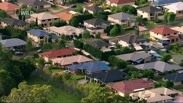 Discovery channel animals documentaries - Koalas Slow Life Nature documentary 2016 Animal