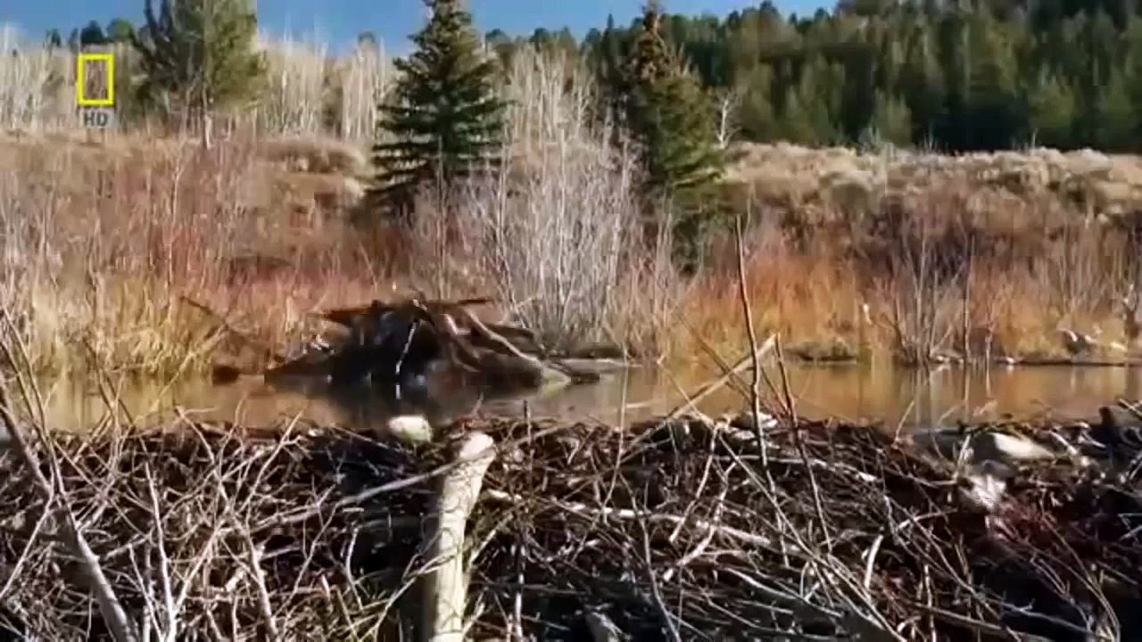 How Beavers Build Dams | Leave it to Beavers | PBS