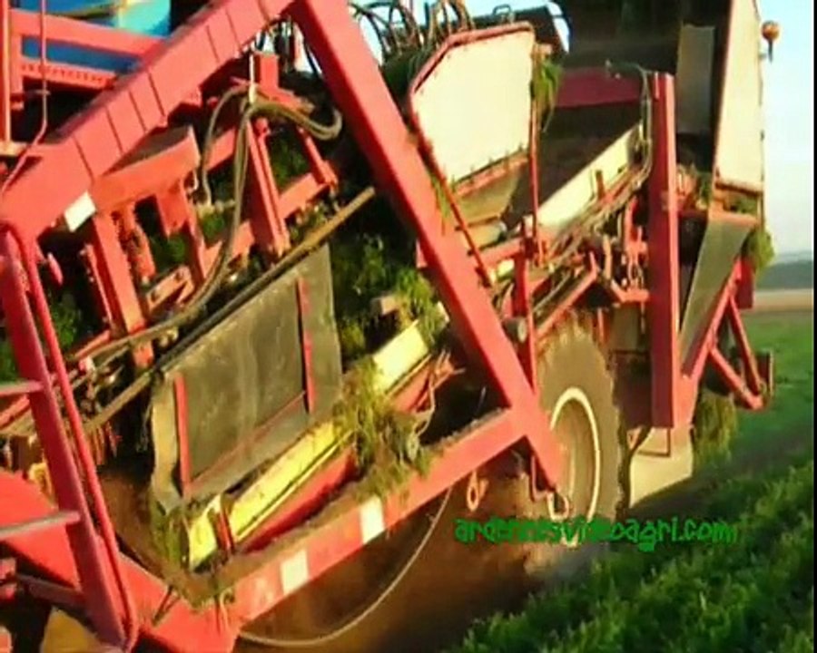 Arrachage des carottes 2008