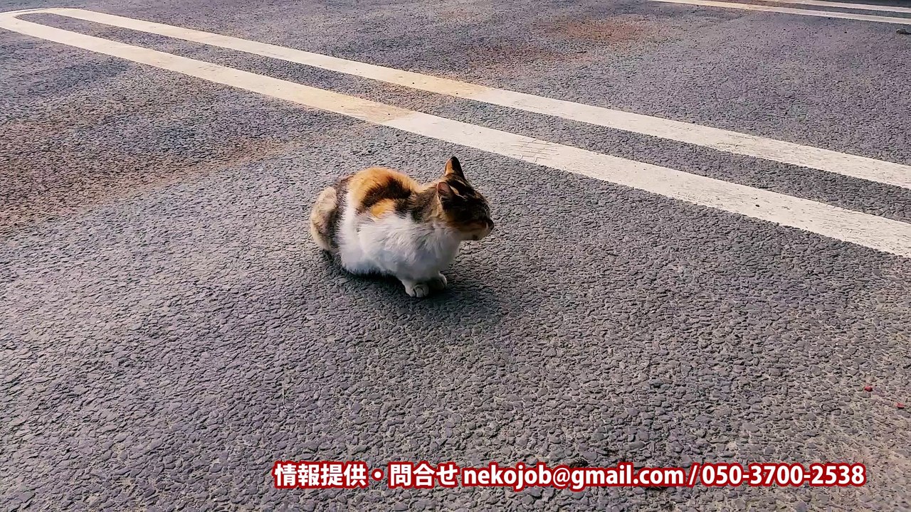 ニャンばって生きる猫くんたち2016春