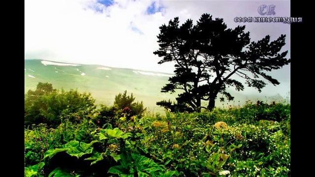 Клён - старая и добрая песня (2013 г)