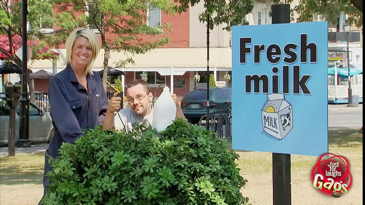 Fresh Milk Cow Attack