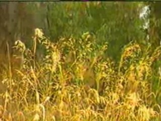 Chiec la mua dong - Nguyen hung