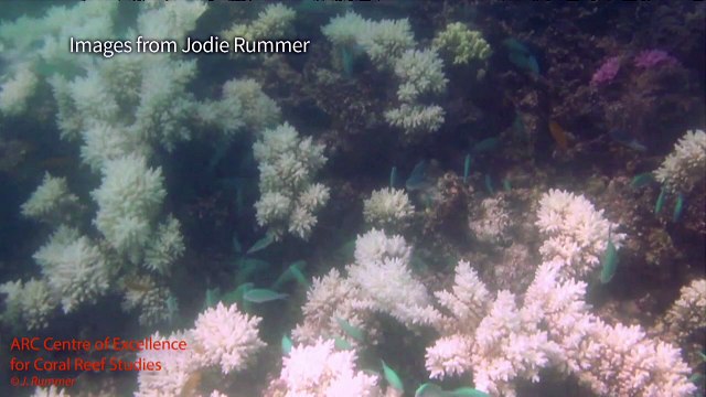 Calls for climate action over Great Barrier Reef bleaching