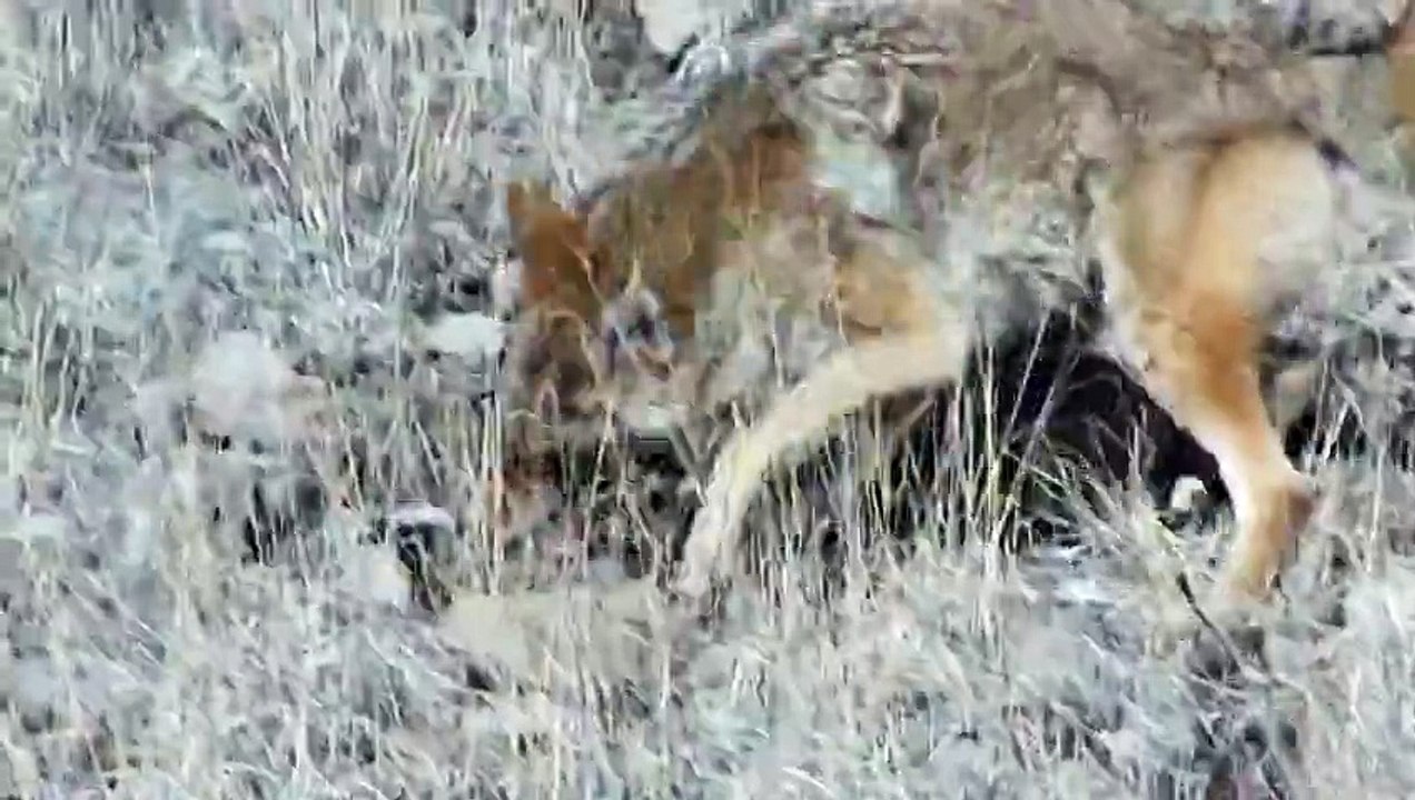 wolf vs cat amazing fight