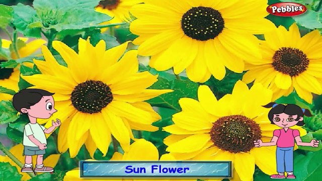 Sunflower Rhyme | Flower Rhymes for Children | Nursery Rhymes for Kids | Most Popular Rhym