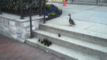 A mother duck with her little ducklings trying to climb stairs