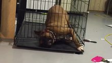 Genius Dog Escapes Cage!