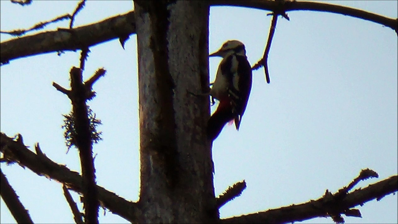 woodpecker_back_self