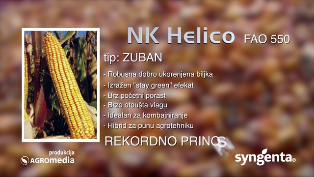 Hibrid kukuruza Helico - lep i za oko i za vagu_444_19.03.2016.