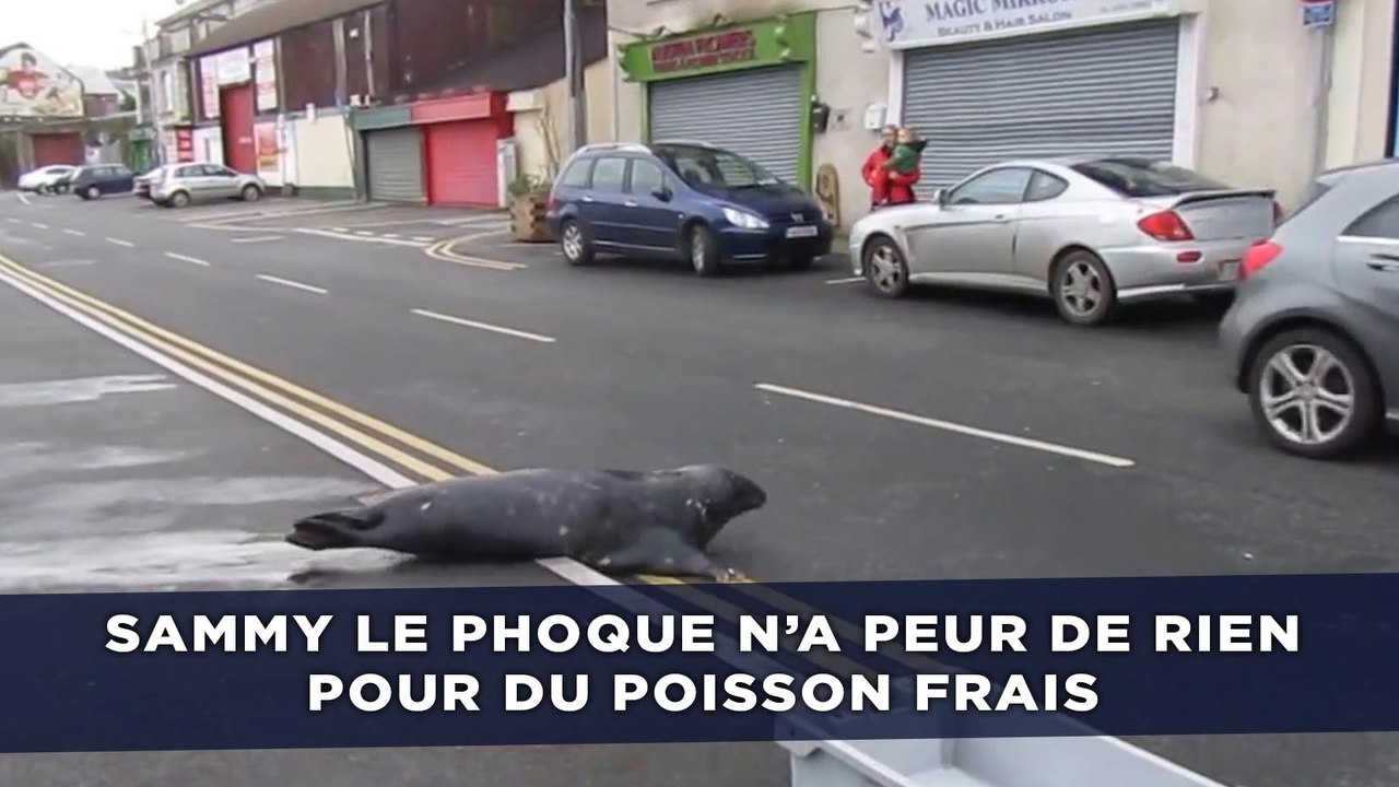 Sammy le phoque n’a peur de rien pour obtenir du poisson frais