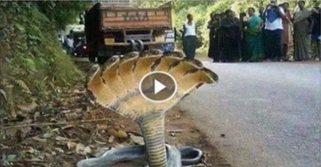 Five Headed Snake In India