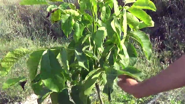 Eskişehir Ankara Ceviz Yetiştiriciliği Kaman Altay Ceviz Fidanı Ağacı pH Düzenleme