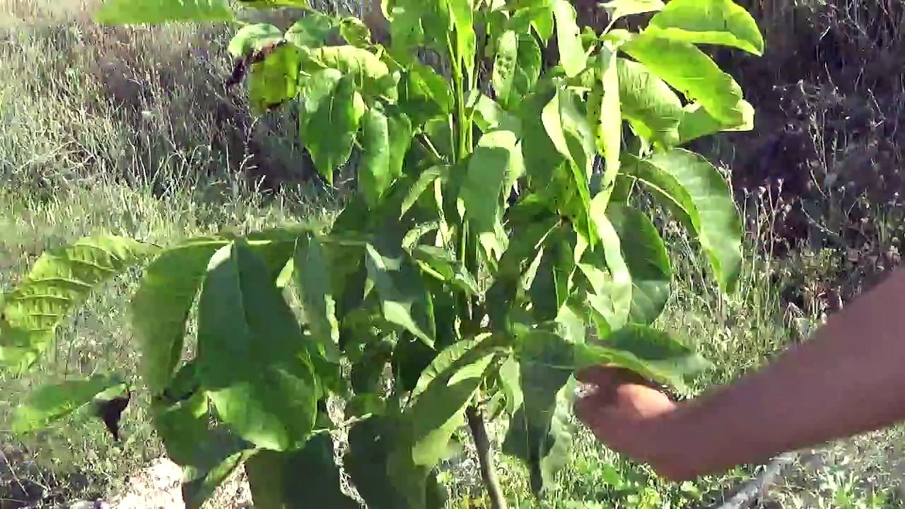 Eskişehir Ankara Ceviz Yetiştiriciliği Kaman Altay Ceviz Fidanı Ağacı pH Düzenleme